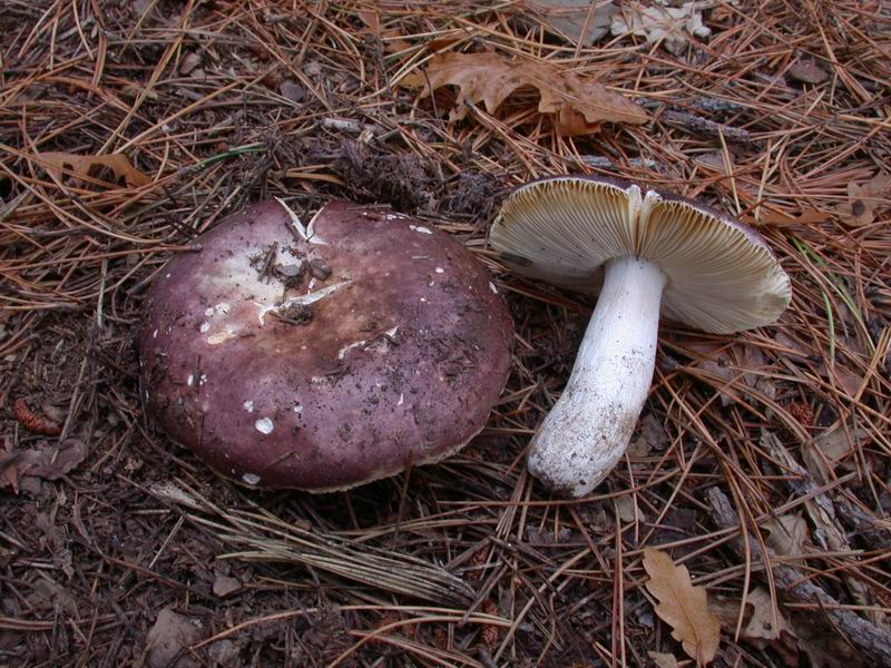 Escursione mirata   a Tricholoma portentosum